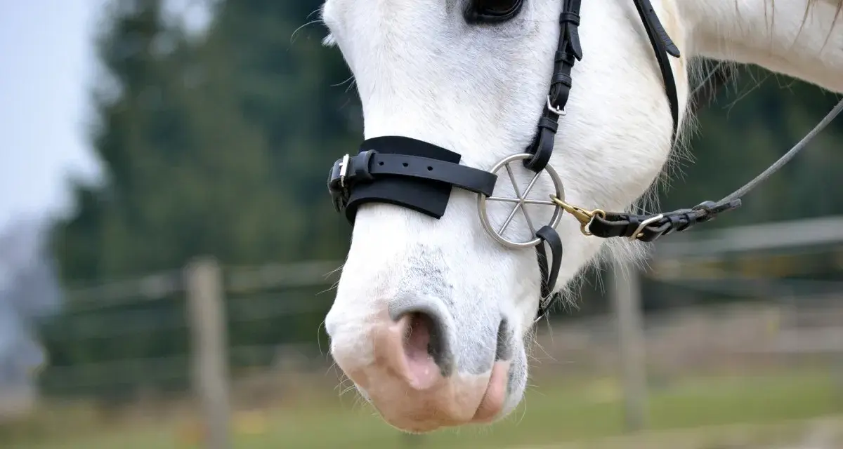 Ein weißes Pferd mit einem gebisslosen Zaumzeug. Sanfte Kommunikation beim gebisslos reiten.