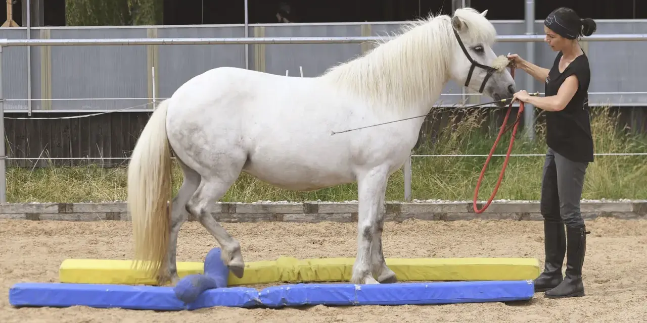 Eine Frau übt mit einem weißen Pferd Bodenarbeit. Das Pferd überquert geschickt bunte Hindernisse.
