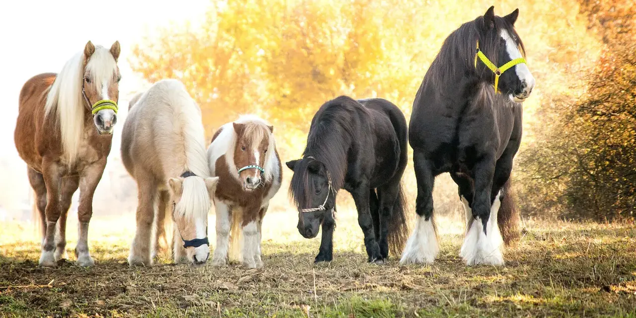 Fünf Pferde, darunter Ponys und ein Shire Horse, stehen nebeneinander. Eine Pferderasse mit C ist nicht klar erkennbar.