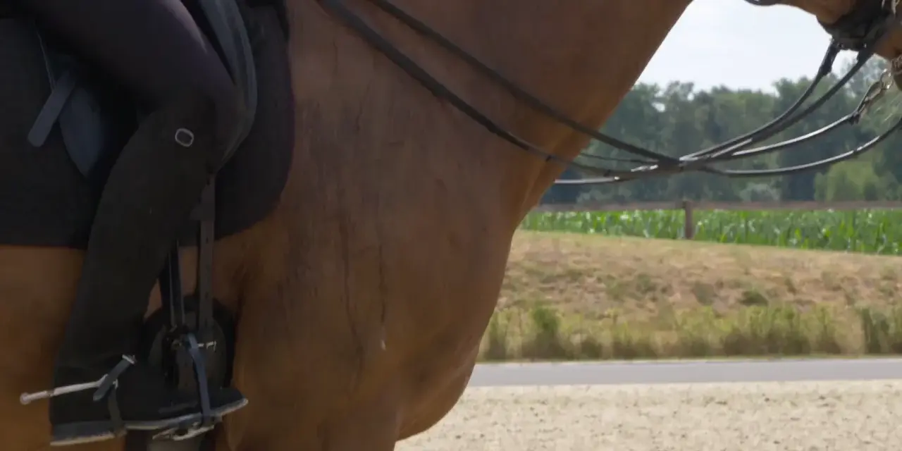 Ein Reiter auf einem braunen Pferd, das schnell schwitzt. Man sieht die Beine des Reiters in schwarzen Reithosen und Stiefeln, die Zügel und den Hals des Pferdes.