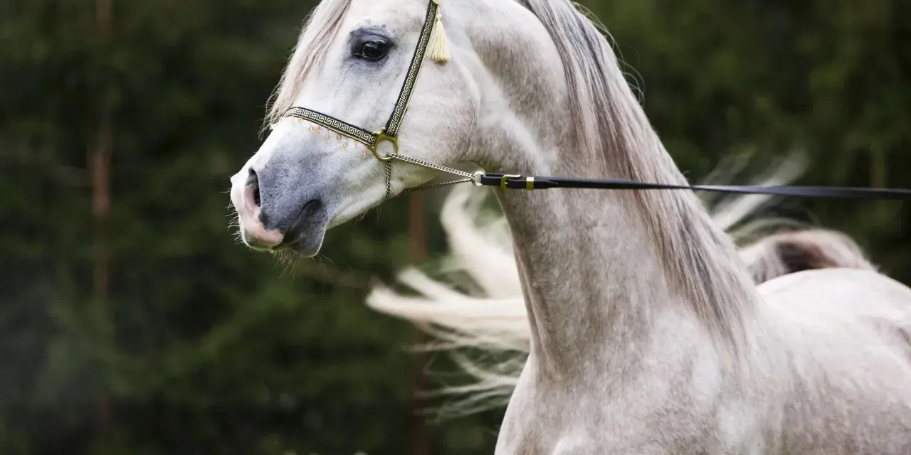 Edler **Araber Kopf** mit feiner Schnauze und elegantem Zaumzeug, im Hintergrund grüner Wald.