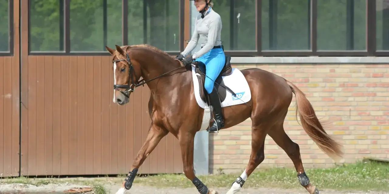 Reiterin in blauer Reithose und Helm übt Dressur mit braunem Pferd.