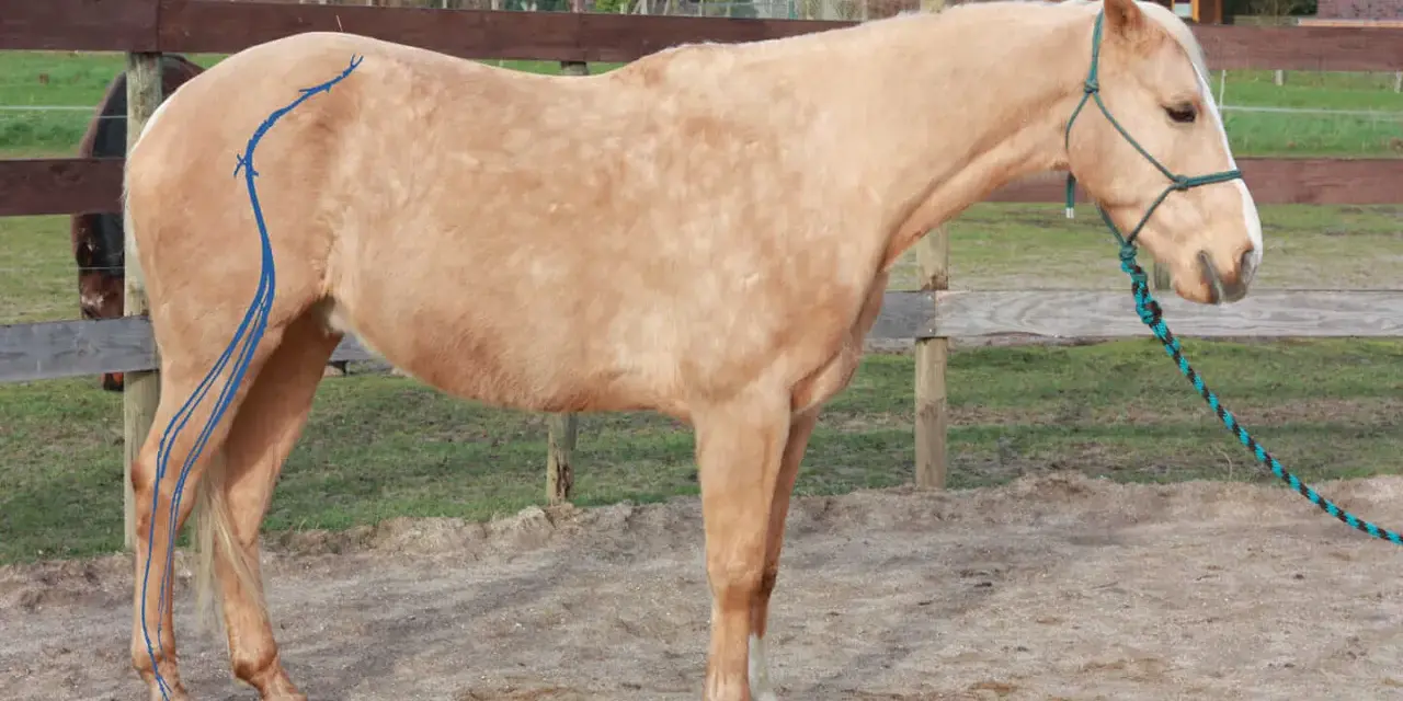 Ein isg pferd mit blauen Linien auf dem Hinterbein steht auf einem Reitplatz.
