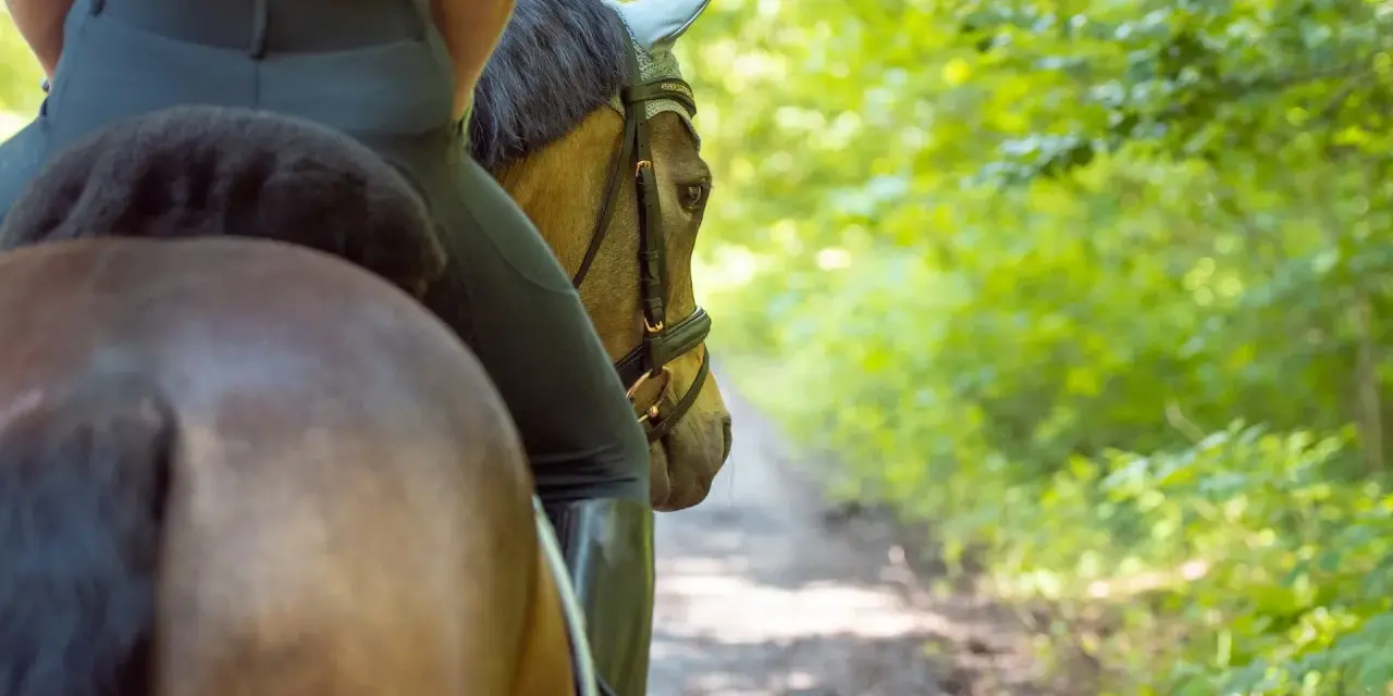 Reiterin auf einem braunen Pferd im Wald. Die Sitzschulung Reiten konzentriert sich auf eine harmonische Verbindung zwischen Reiter und Pferd.
