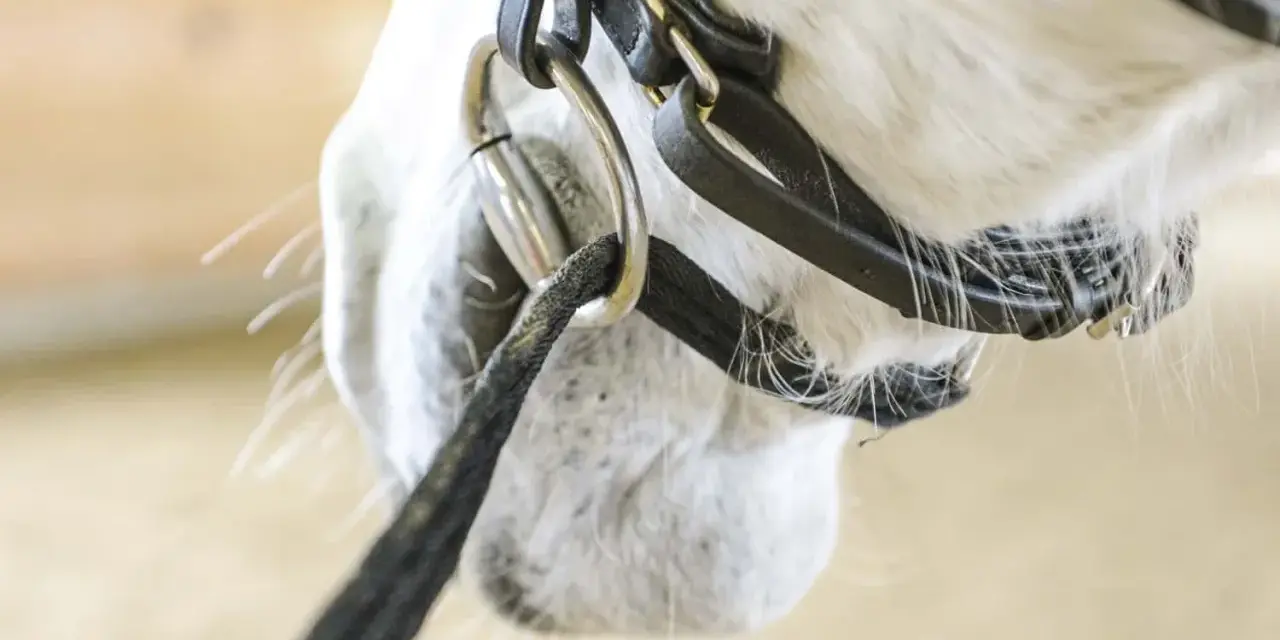 Nahaufnahme eines Pferdekopfes mit Trense und Gebiss. Longierbrille ja oder nein? Die Frage bleibt offen.