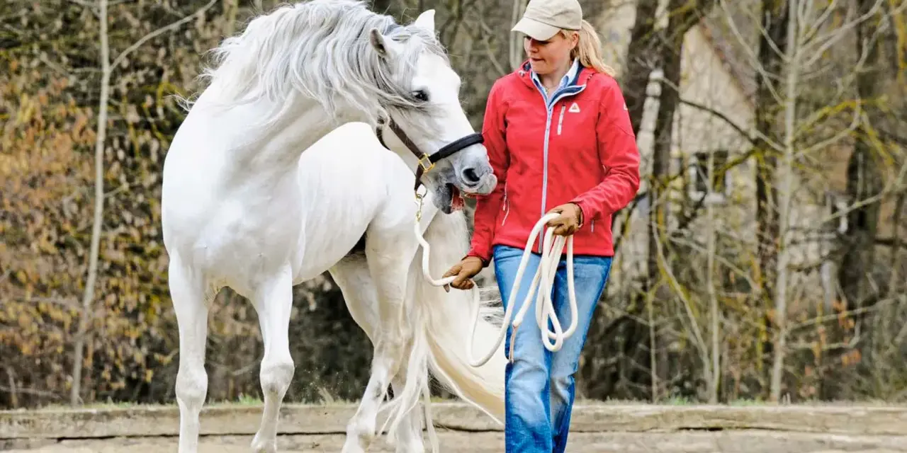 Ein weißes Pferd mit wallender Mähne schnappt nach seiner Reiterin, die es an der Longe führt.
