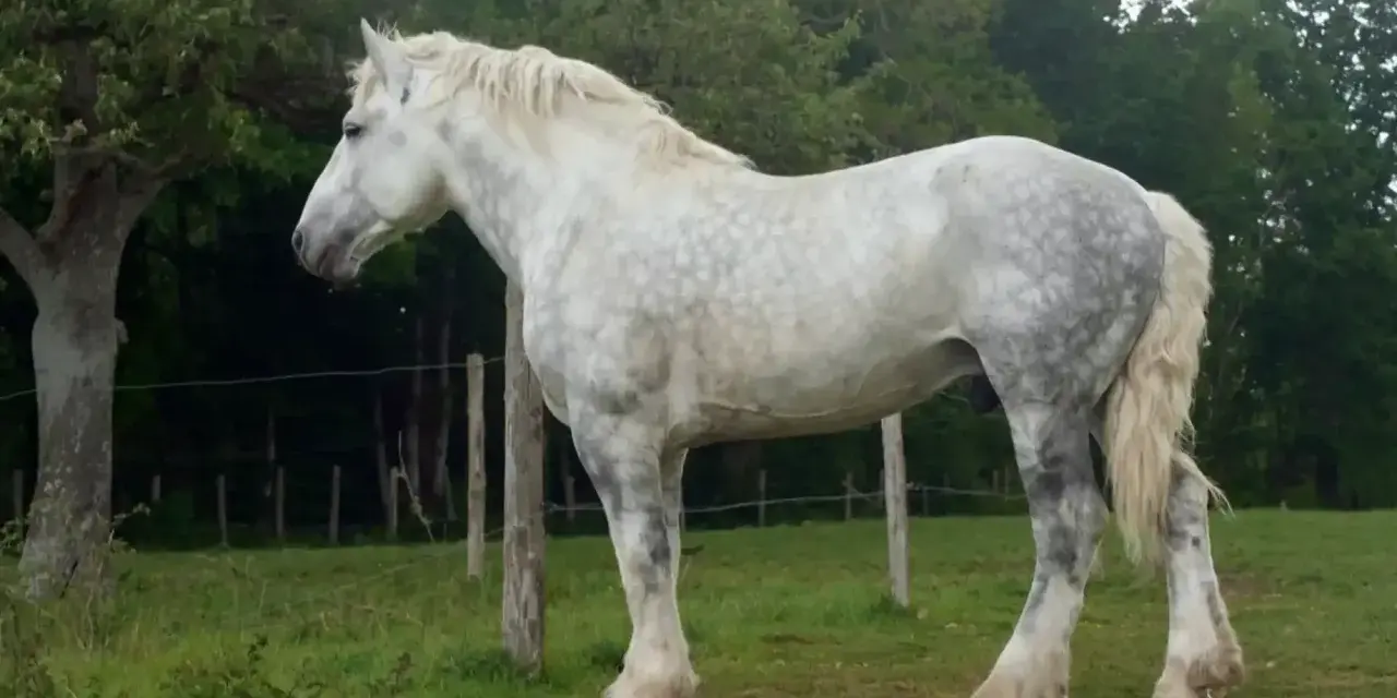 Ein majestätisches Percheron Pferd mit schimmerndem Fell steht auf einer grünen Wiese, umgeben von Bäumen und Zäunen.