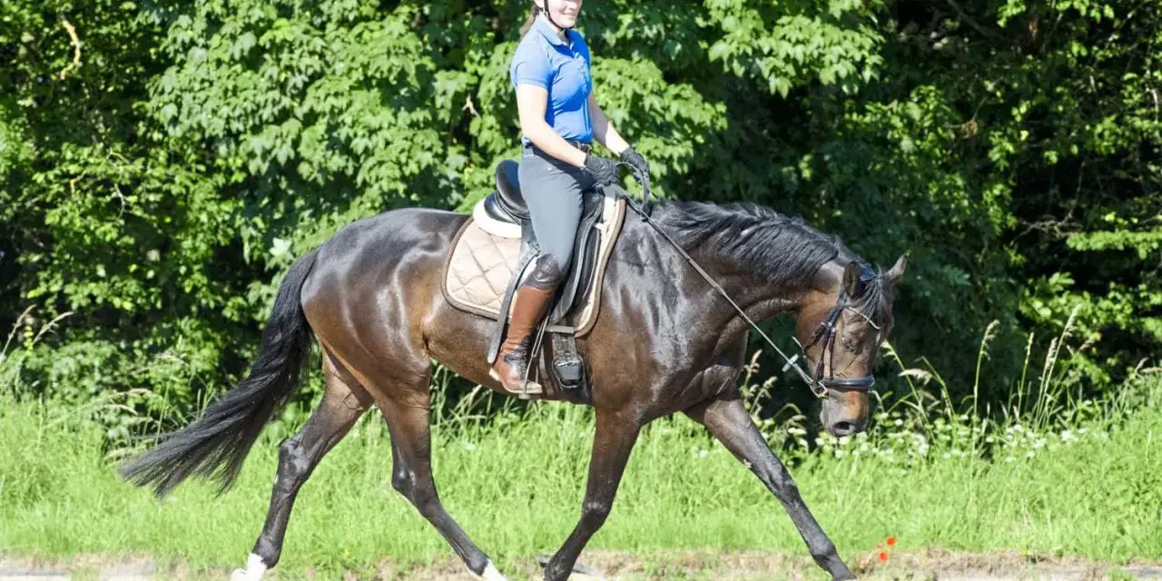 Reiterin auf einem dunklen Pferd mit langem, elegantem **hirschhals pferd**-ähnlichem Hals, im Freien auf einem Feld.