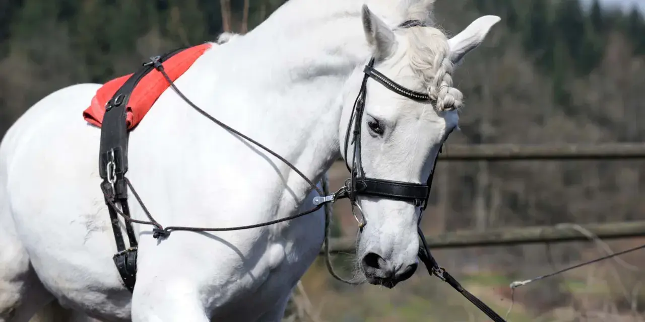 Ein weißes Pferd mit Zügeln und einem roten Sattelgurt. Verschiedene Ausbinder Arten sind hier zu sehen, die dem Pferd Halt geben.