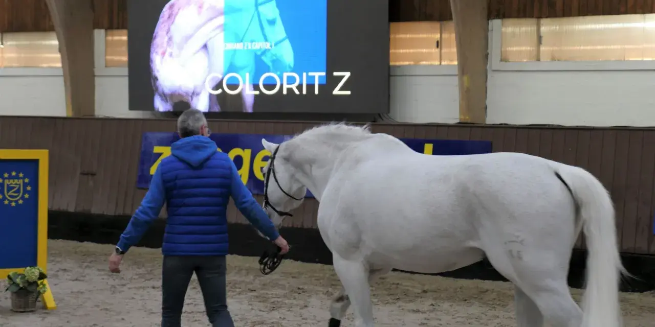 Ein Mann führt ein weißes Pferd. Auf dem Bildschirm im Hintergrund steht "COLORIT Z", eine bekannte Pferderasse mit Z.