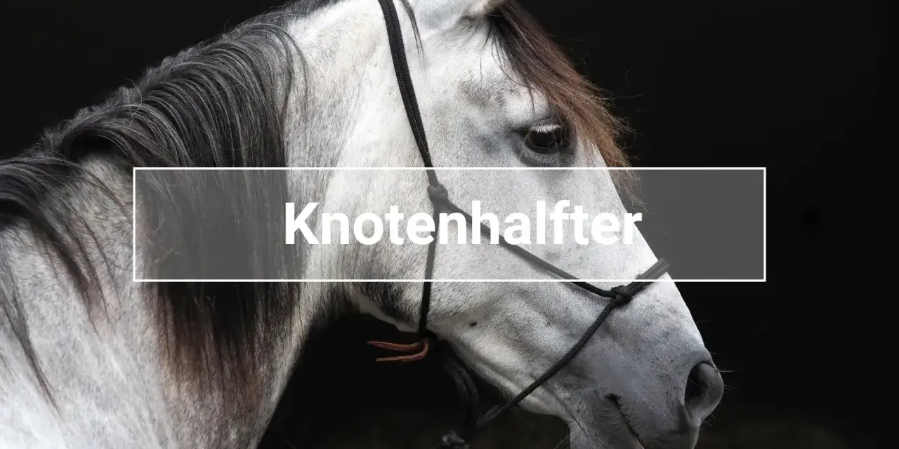 Ein graues Pferd mit einem Knotenhalfter.
