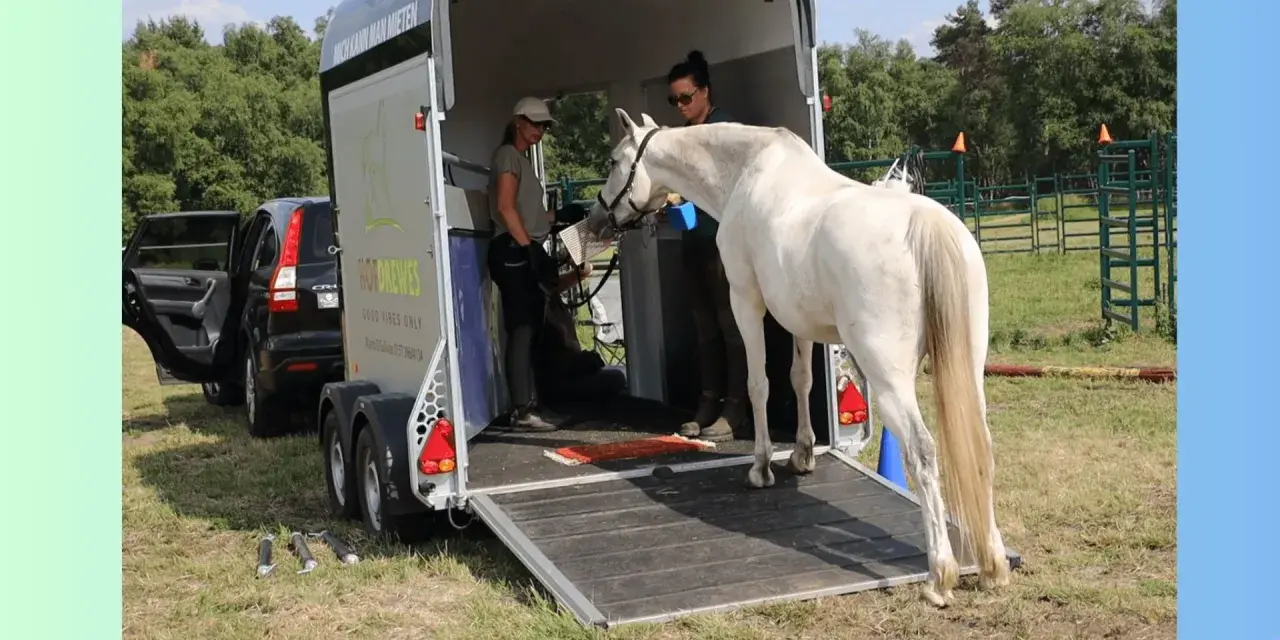 Ein weißes Pferd wird von zwei Frauen in einen Pferdeanhänger verladen.