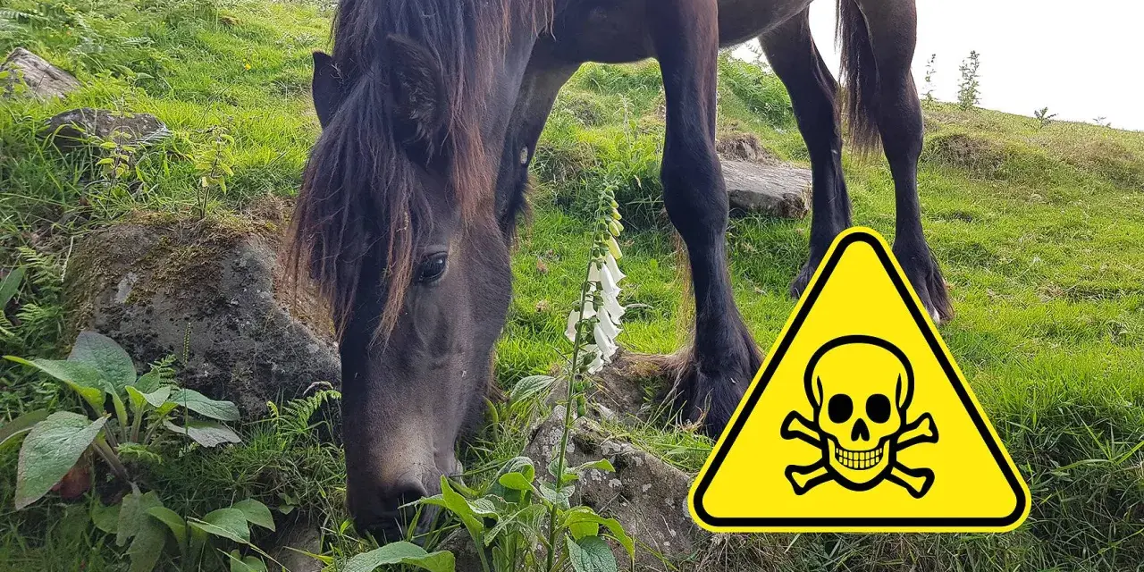 Ein Pferd frisst in der Nähe einer Fingerhutpflanze. Ein Warnschild mit Totenkopf weist auf die Gefahr einer Selenvergiftung bei Pferden hin.