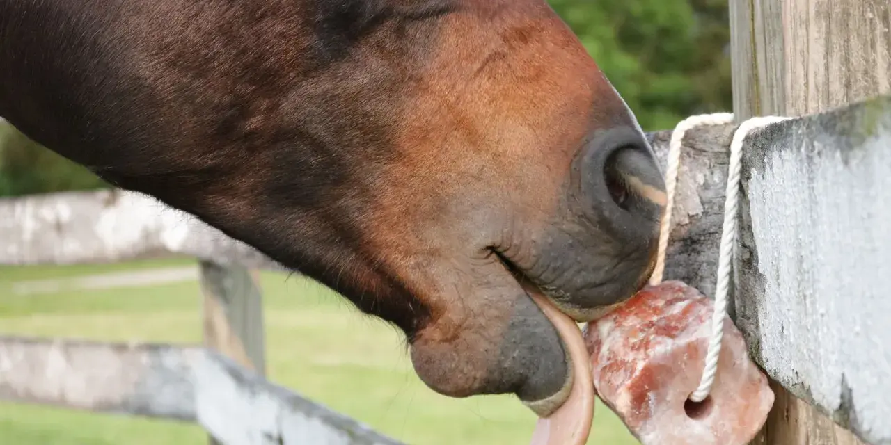 Ein braunes Pferd leckt genüsslich an einem rosafarbenen Salzleckstein, der an einem Holzzaun hängt.