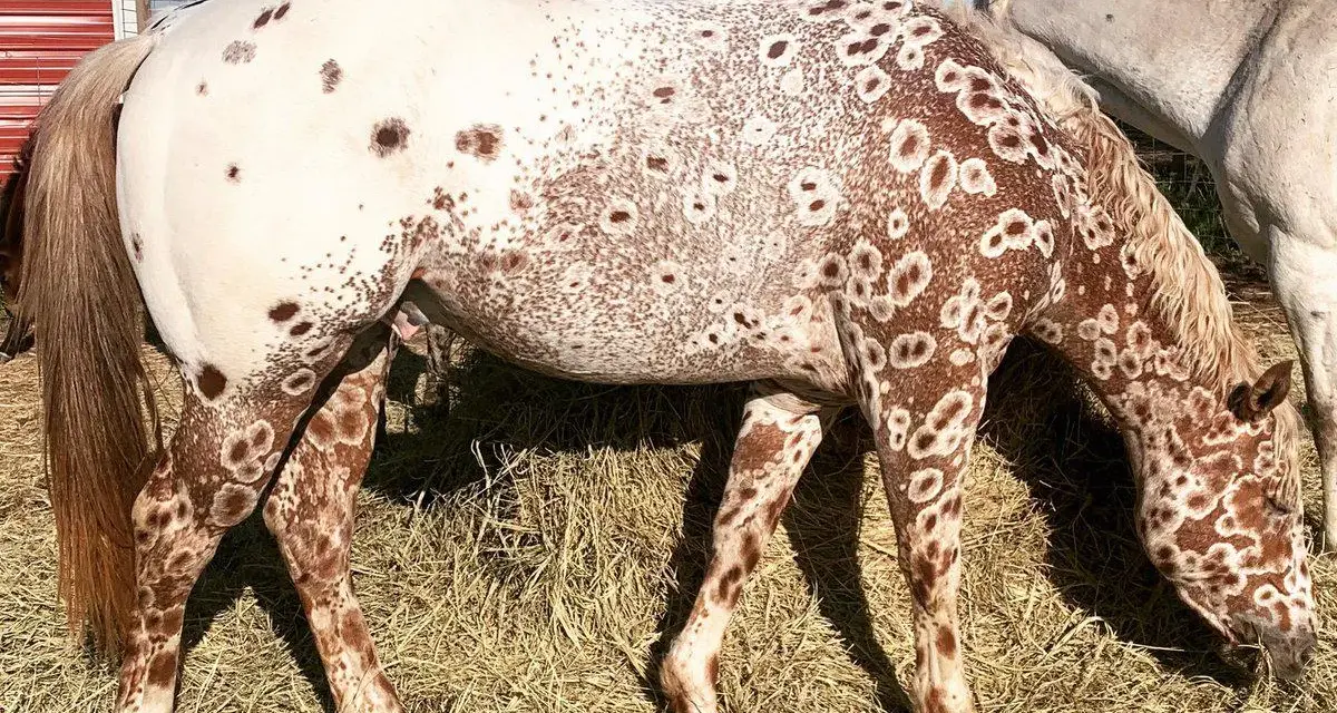 Ein Appaloosa-Pferd mit einzigartigen braunen Flecken auf weißem Fell, das auf einer Heuballenwiese frisst. Die Appaloosa-Farben sind atemberaubend.