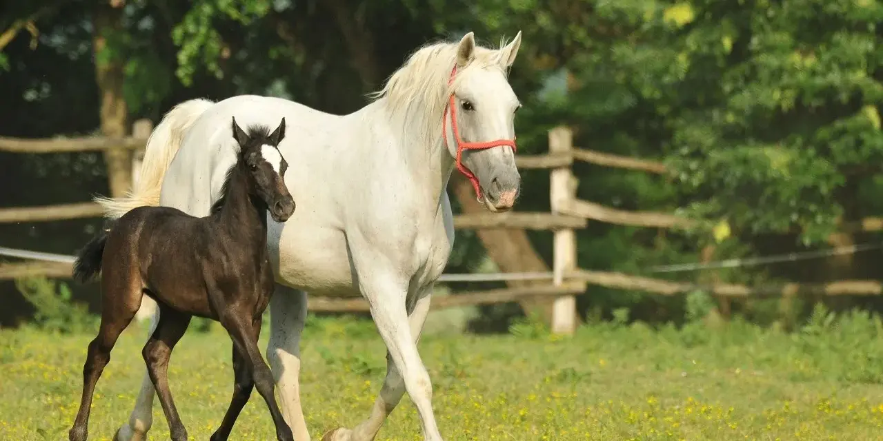 Ein braunes Fohlen neben einer weißen Lipizzaner-Stute auf einer blühenden Wiese. Die unterschiedlichen Lipizzaner Farben zeigen sich schon früh.