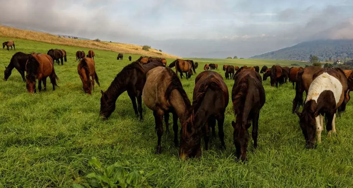 Eine Herde Huzulen Pferde grast friedlich auf einer saftigen grünen Wiese unter einem bewölkten Himmel.