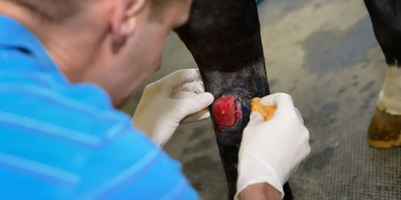 Tierarzt behandelt eine Wunde am Bein eines Pferdes. Das rote, fleischige Gewebe deutet auf eine tiefe Verletzung hin, die sorgfältige Pflege benötigt, um wildes Fleisch zu vermeiden.