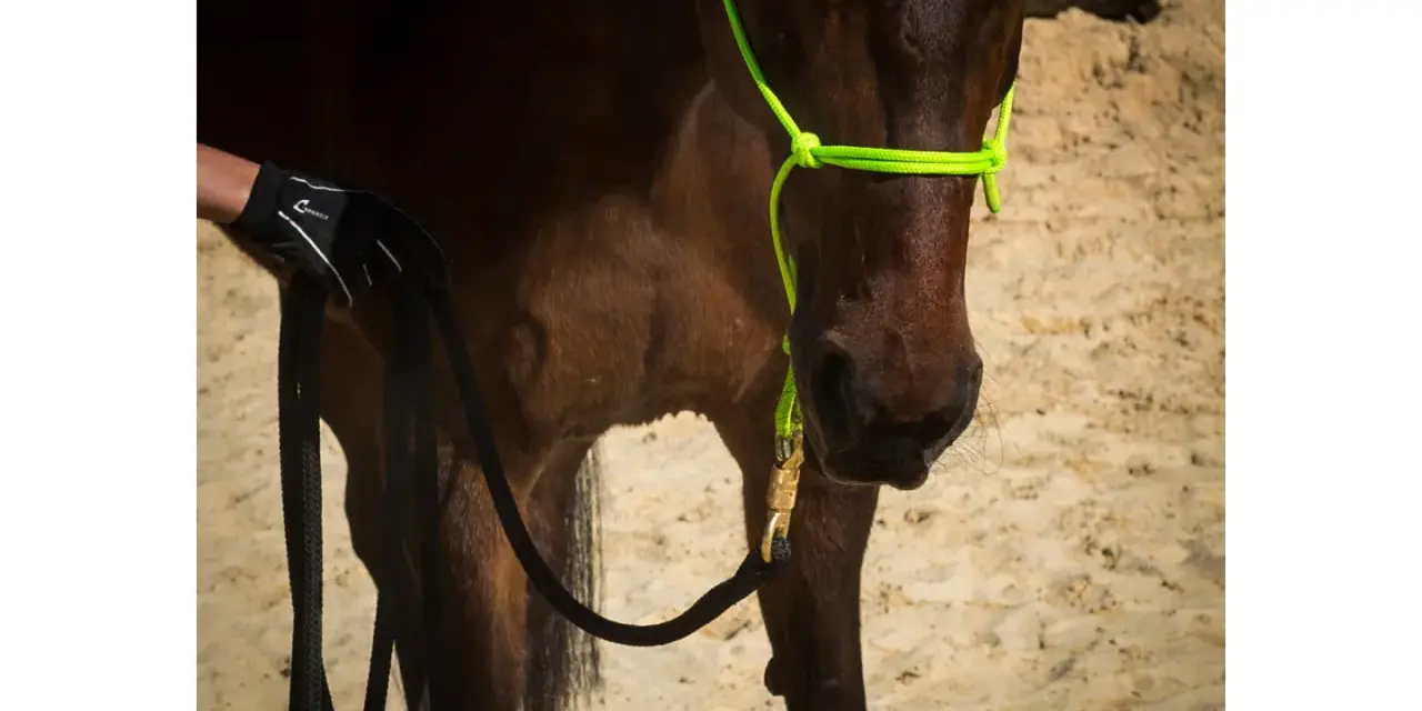 Ein Pferd mit einem neongrünen Knotenhalfter wird für das Longieren vorbereitet. Eine Hand in einem Handschuh hält die schwarze Longe.