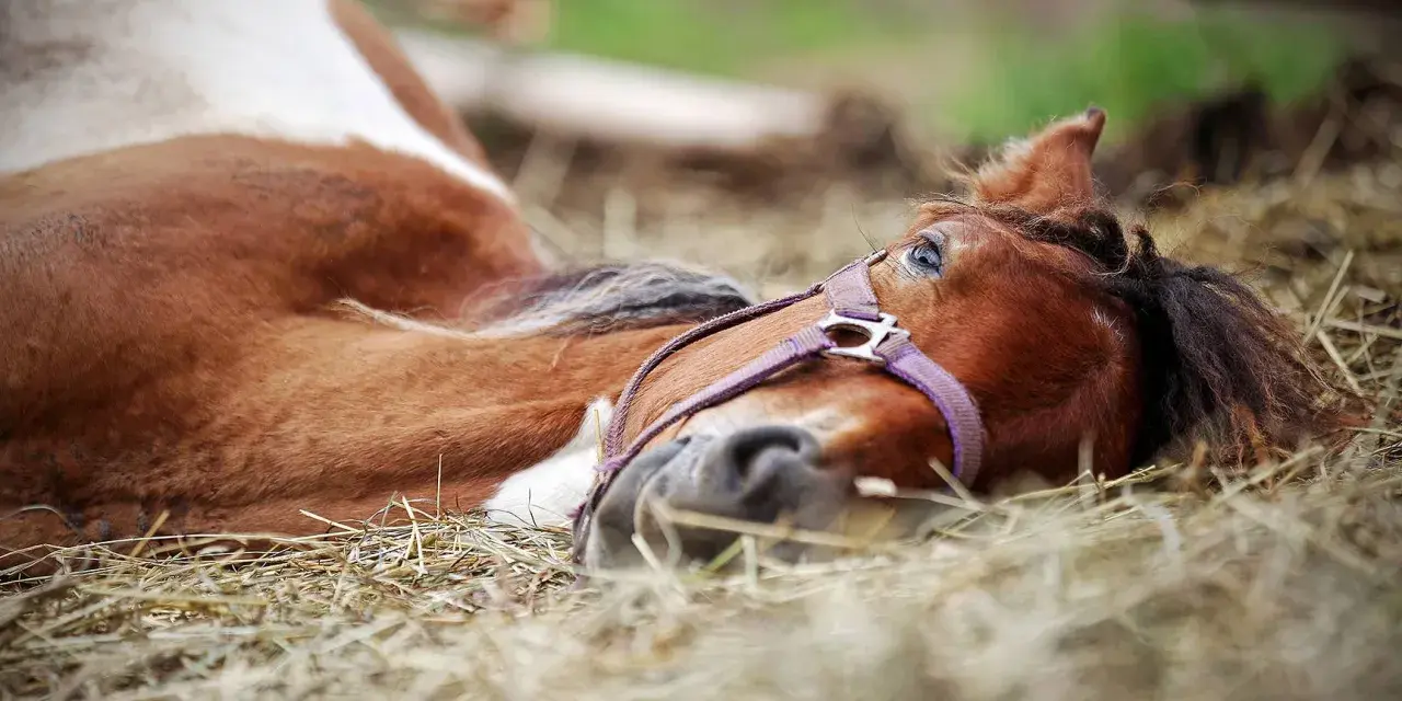 Ein braun-weißes Pferd liegt entspannt auf der Seite im Stroh. Sein Kopf ruht auf dem Boden, die Augen sind leicht geöffnet.