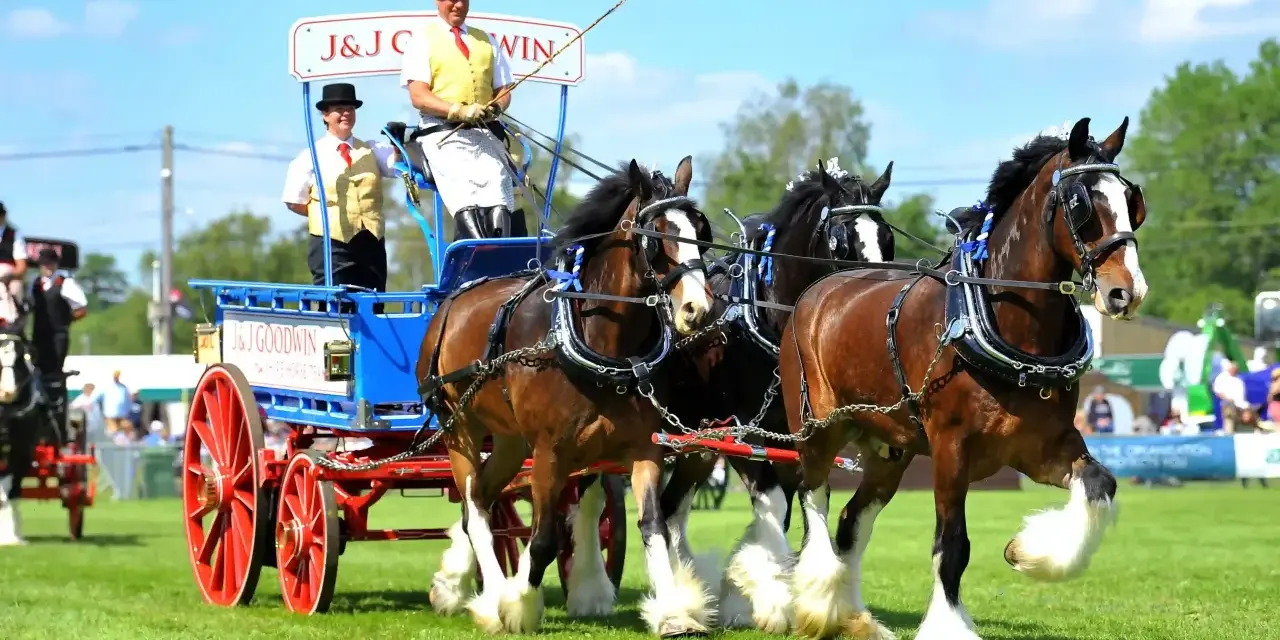 Prächtige Shire Horses ziehen einen Wagen mit zwei Fahrern in Festtagskleidung.