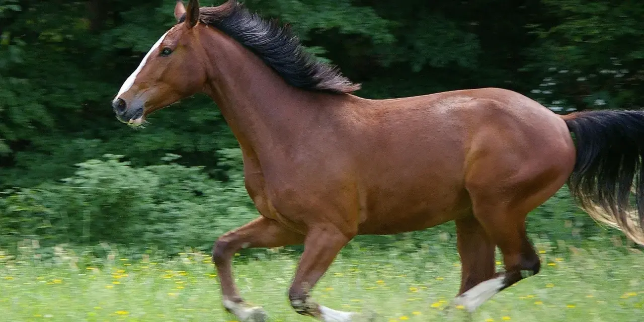 Ein braunes Warmblut Pferd galoppiert über eine blühende Wiese, sein schwarzes Haar weht im Wind.