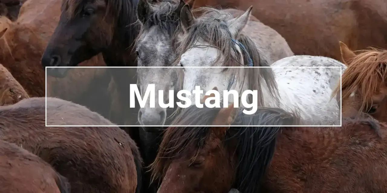 Eine Gruppe wilder Mustang Pferde, die eng beieinander stehen.