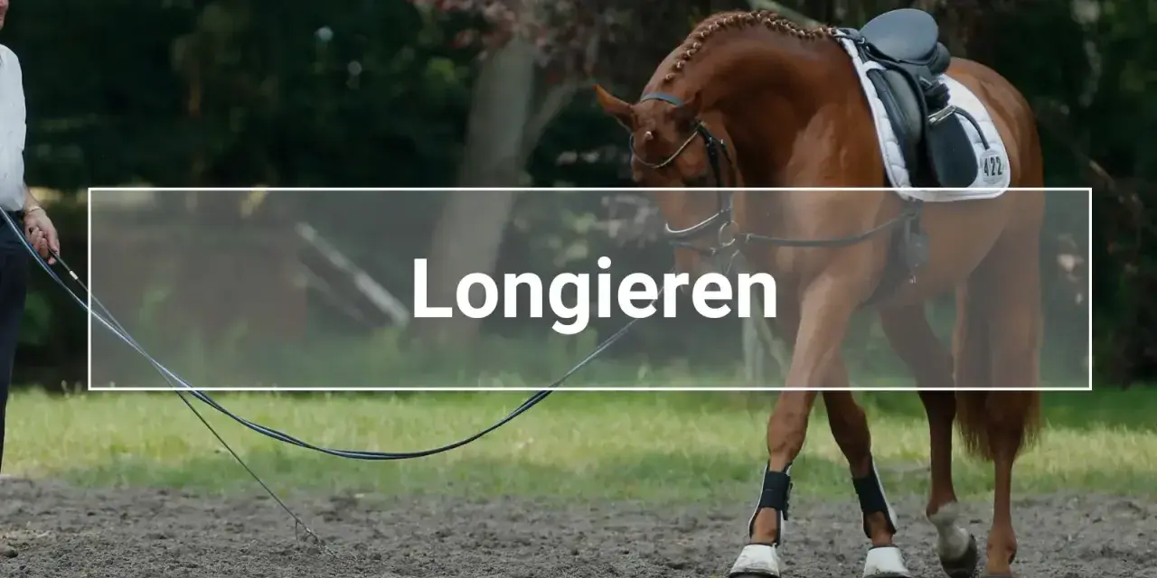 Ein Pferd wird an der Longe im Kreis geführt. Das Longieren ist eine Trainingsmethode für Pferde.