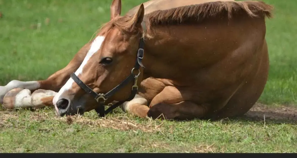 Braunes Pferd liegt erschöpft im Gras. Mögliche **Sepsis Pferd Symptome** wie Lethargie sind erkennbar.