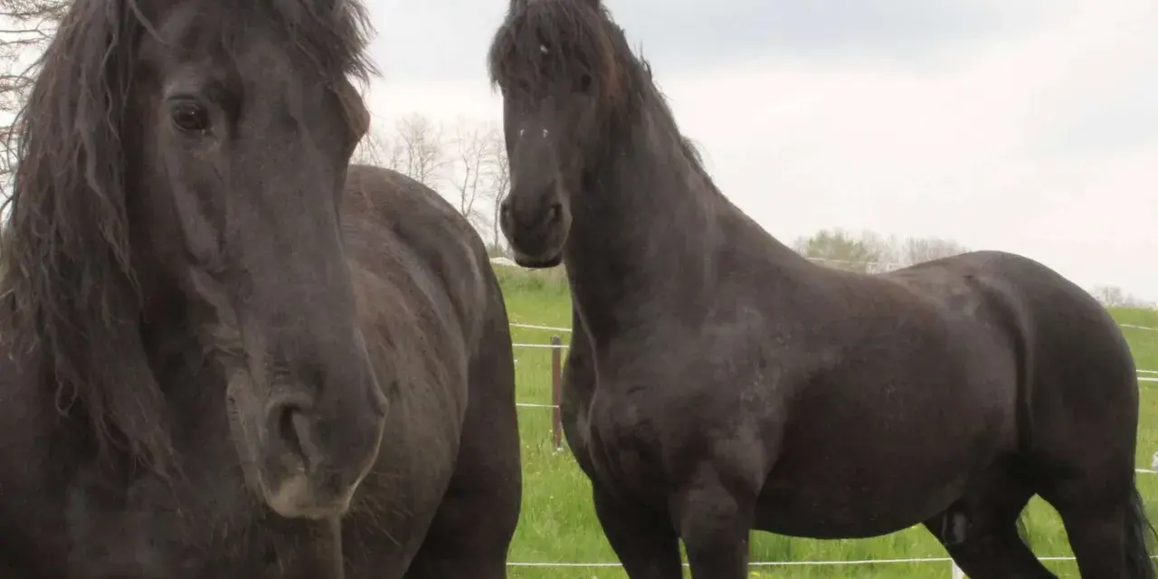 Zwei schwarze Pferde auf einer grünen Wiese. Das linke Pferd hat eine wallende Mähne, die an eine Pony-Frisur erinnert.