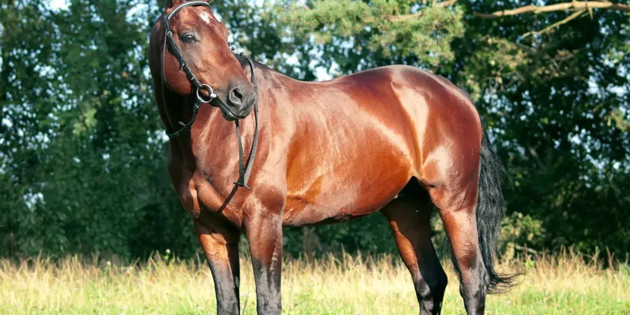 Brauner Hengst mit glänzendem Fell und stolzer Haltung, der den edlen Trakehner Charakter widerspiegelt.