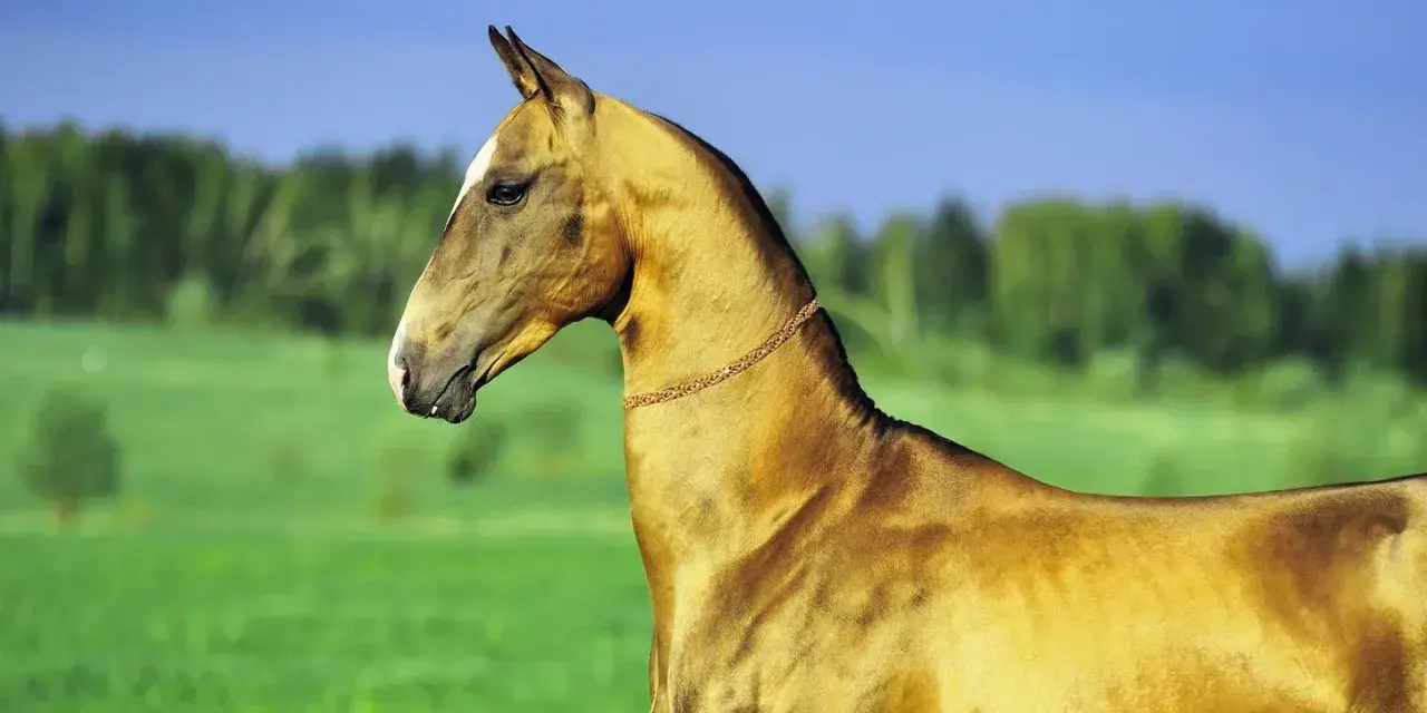 Ein edler Achal-Tekkiner mit glänzendem Fell und einer goldenen Halskette steht auf einer grünen Wiese vor einem blauen Himmel.