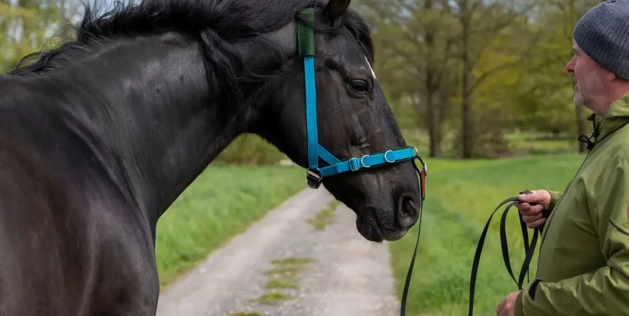Mann zeigt, wie man ein Hackamore richtig verschnallt. Ein schwarzes Pferd mit blauem Halfter steht auf einem Feldweg.