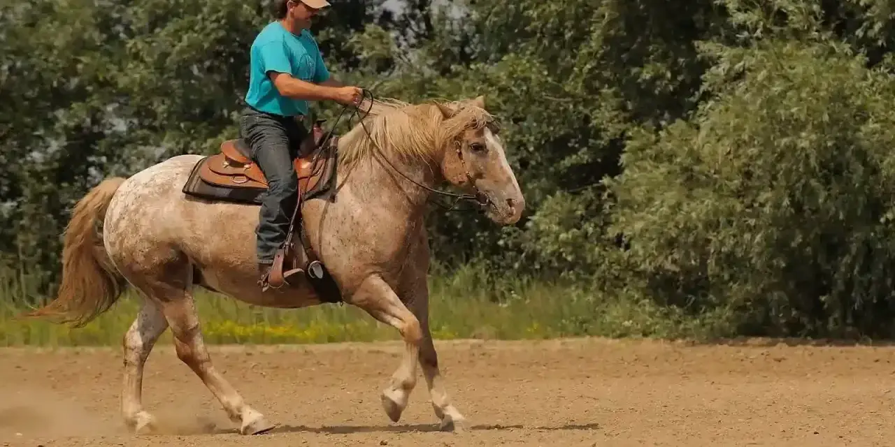 Mann reitet Pferd im Westernsattel, zeigt feine Hilfengebung beim westernreiten. Staub wirbelt auf.