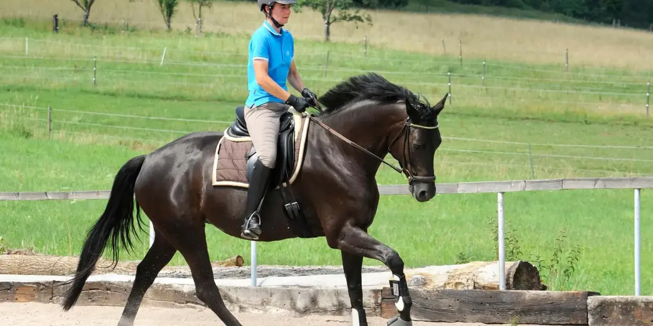 Ein Reiter im blauen Polohemd und Helm reitet ein dunkles Pferd durchs Genick auf einem Sandplatz.