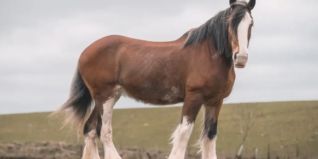Ein majestätischer Clydesdale-Hengst mit braunem Fell und weißen Beinen steht auf einer grünen Wiese.