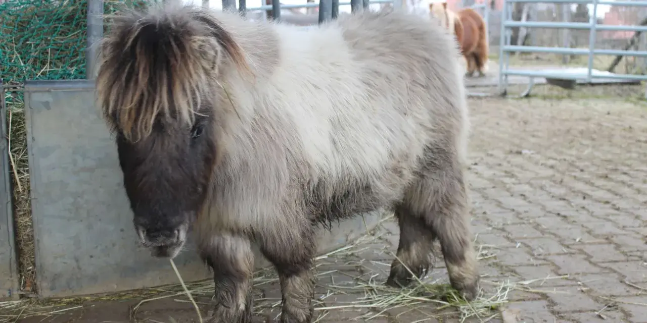Ein flauschiges Shetlandpony mit langer Mähne steht auf einem Hof. Es ist bereit für das Shetlandpony reiten.