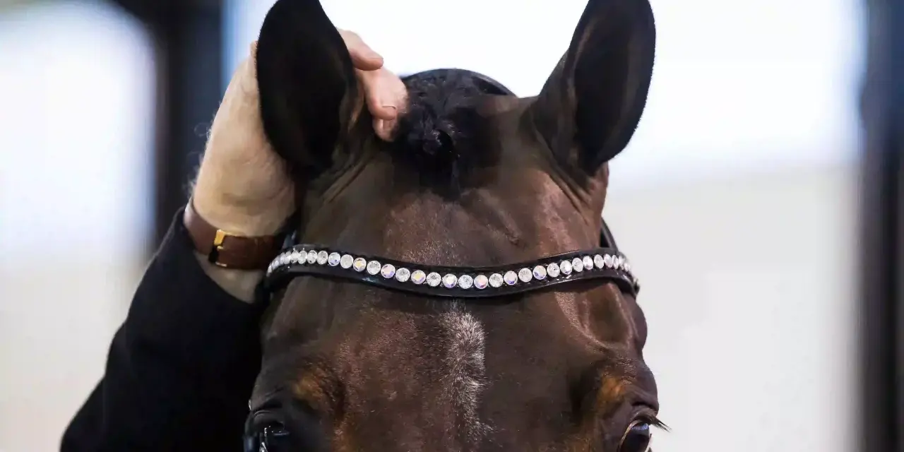 Ein Pferd zum Stehen bringen: Eine Hand streichelt sanft das Ohr eines braunen Pferdes mit einem funkelnden Stirnband.