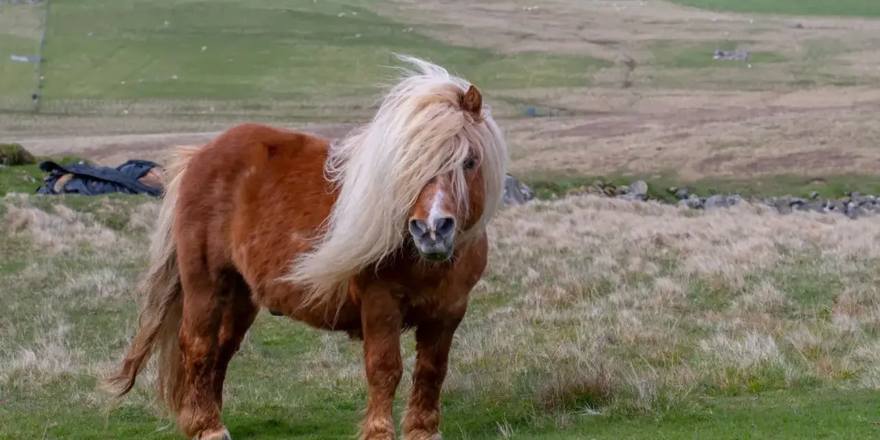 Ein brauner Shetland-Pony mit wallender Mähne steht auf einer grünen Wiese.