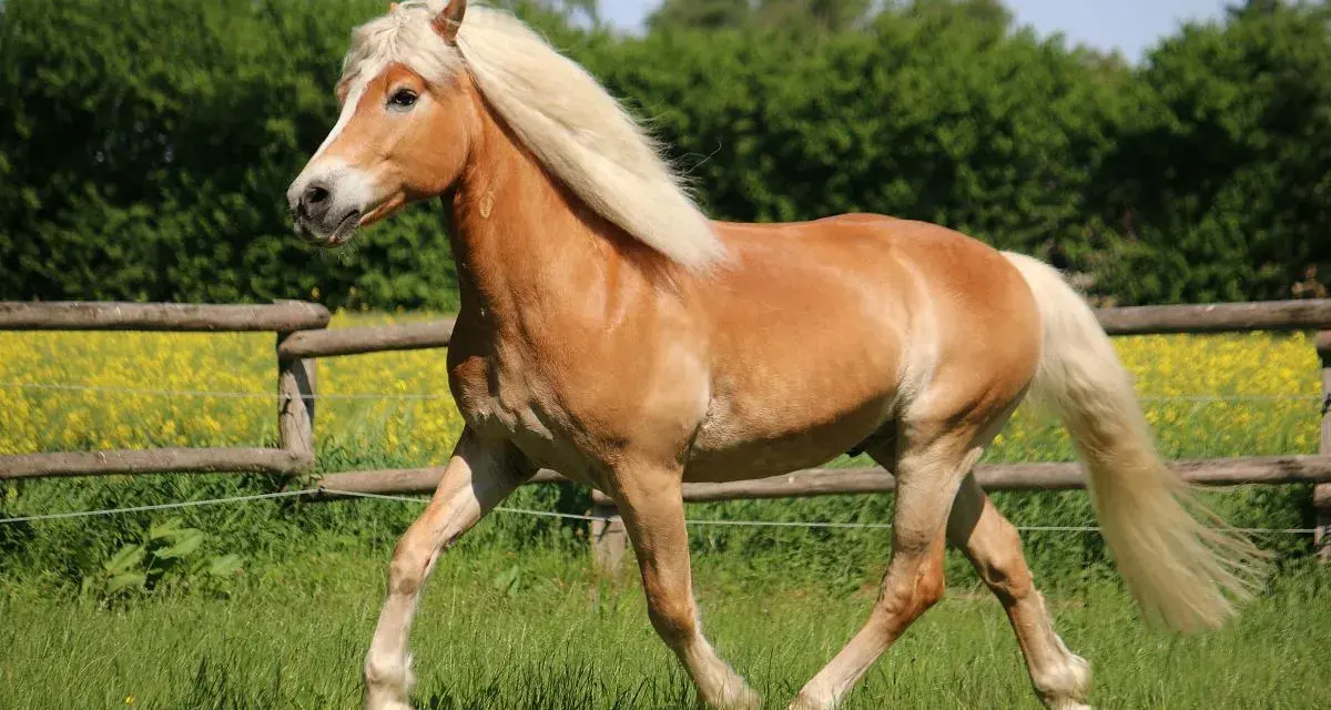 Ein Haflinger galoppiert über eine grüne Wiese. Sein Gewicht ist gut proportioniert für seine Rasse.