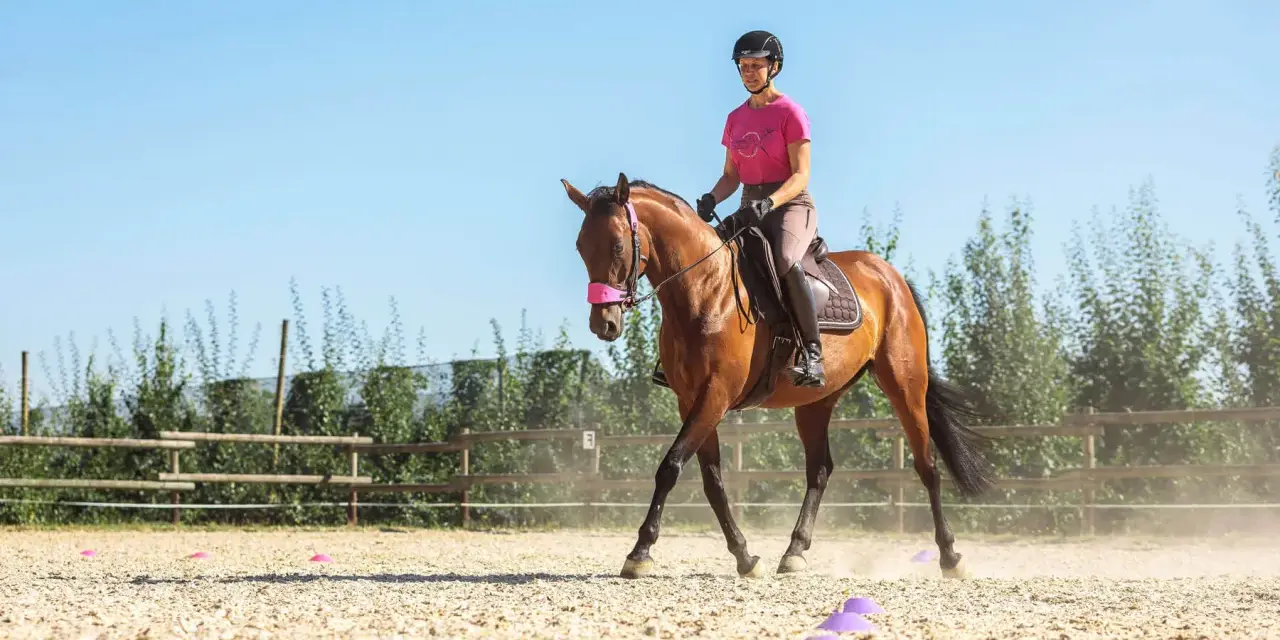 Reiterin versucht, das pferd widersetzt sich beim antraben. Der braune Hengst hebt den Kopf, die Reiterin im rosa Shirt hält die Zügel fest.