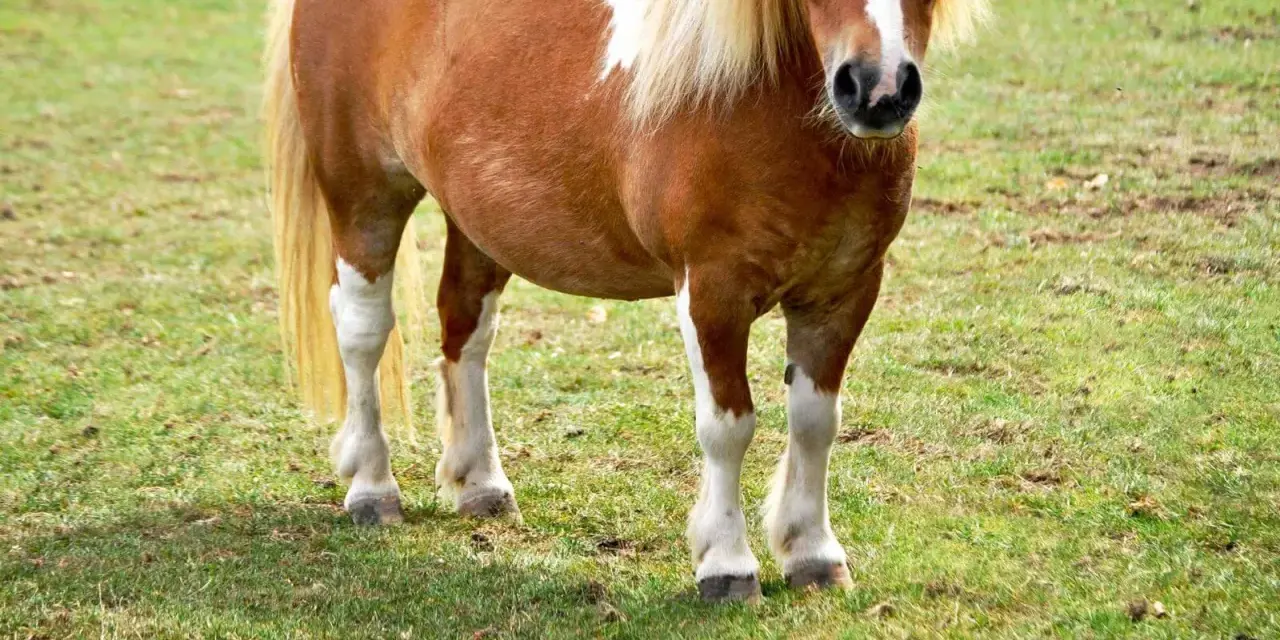 Braunes Pferd mit weißer Blesse und deutlich sichtbarer Wassereinlagerung am Bauch steht auf einer grünen Wiese.