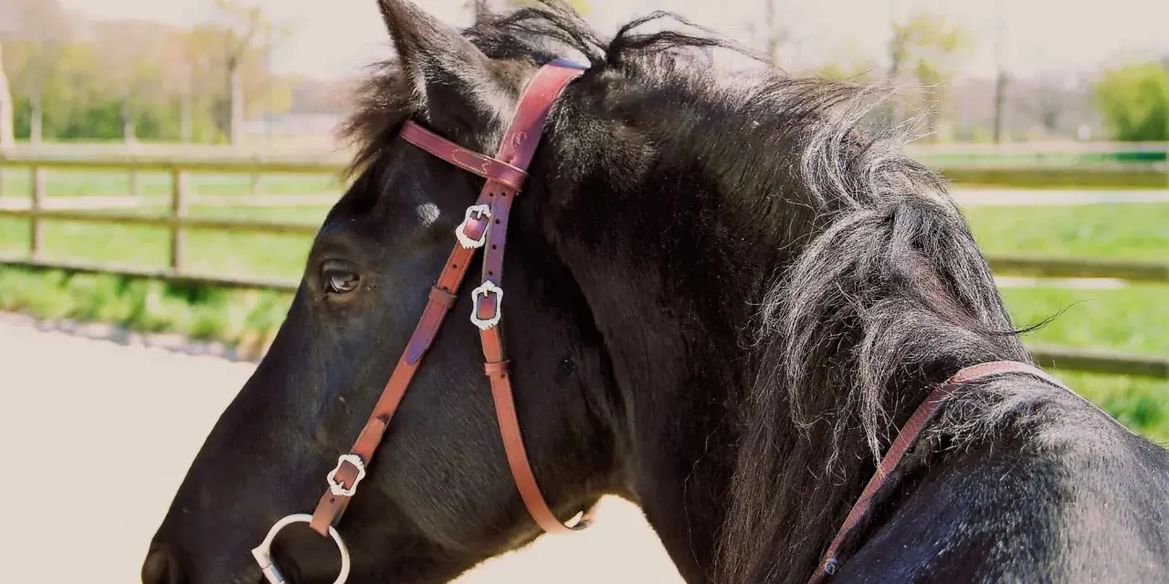 Ein schwarzes Pferd mit einer braunen Kandare, das auf einer Koppel steht.