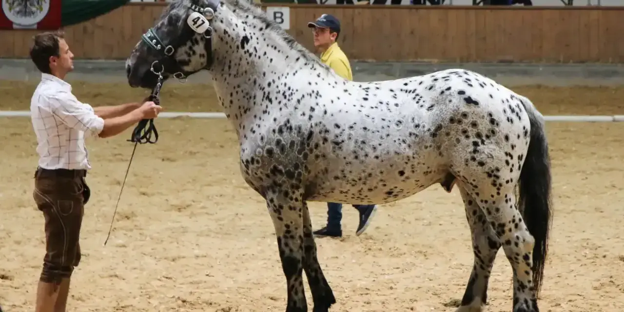 Ein Mann in Tracht präsentiert ein geschecktes Noriker-Pferd. Diese robusten Pferde haben eine beachtliche Noriker Lebenserwartung.