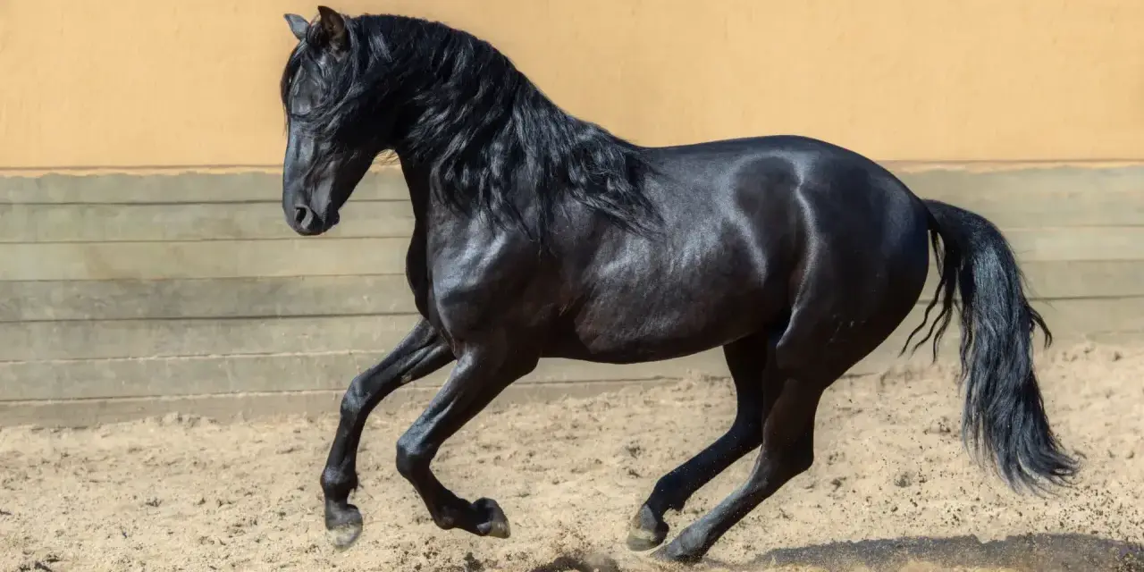 Ein schwarzes Pferd der pre pferderasse galoppiert auf sandigem Boden. Sein glänzendes Fell und die wallende Mähne sind beeindruckend.