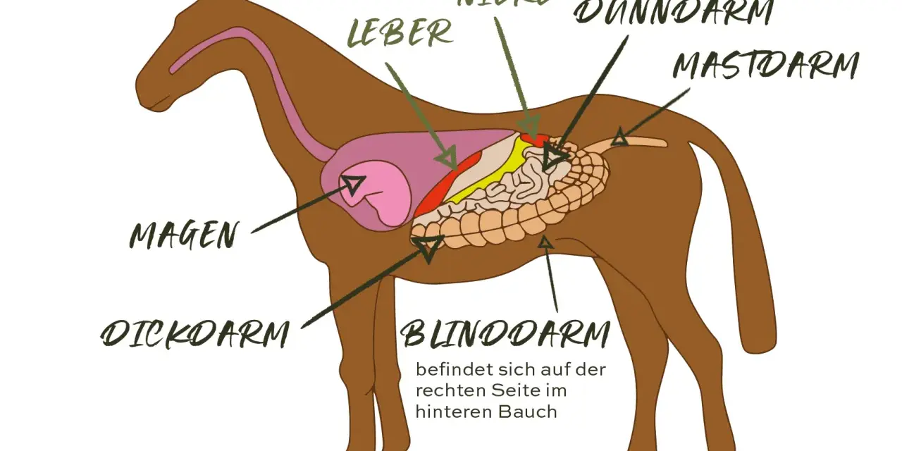Schema des Pferdedarms mit Magen, Leber, Nieren, Dünn- und Dickdarm. Wichtig für das Verständnis von Verdauungsproblemen Pferd.