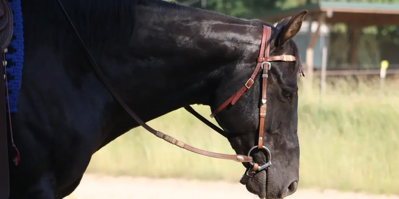 Ein schwarzes Pferd mit Trense und Sattel, das allein steht. Es wirkt, als ob das pferd wird von herde ausgegrenzt.