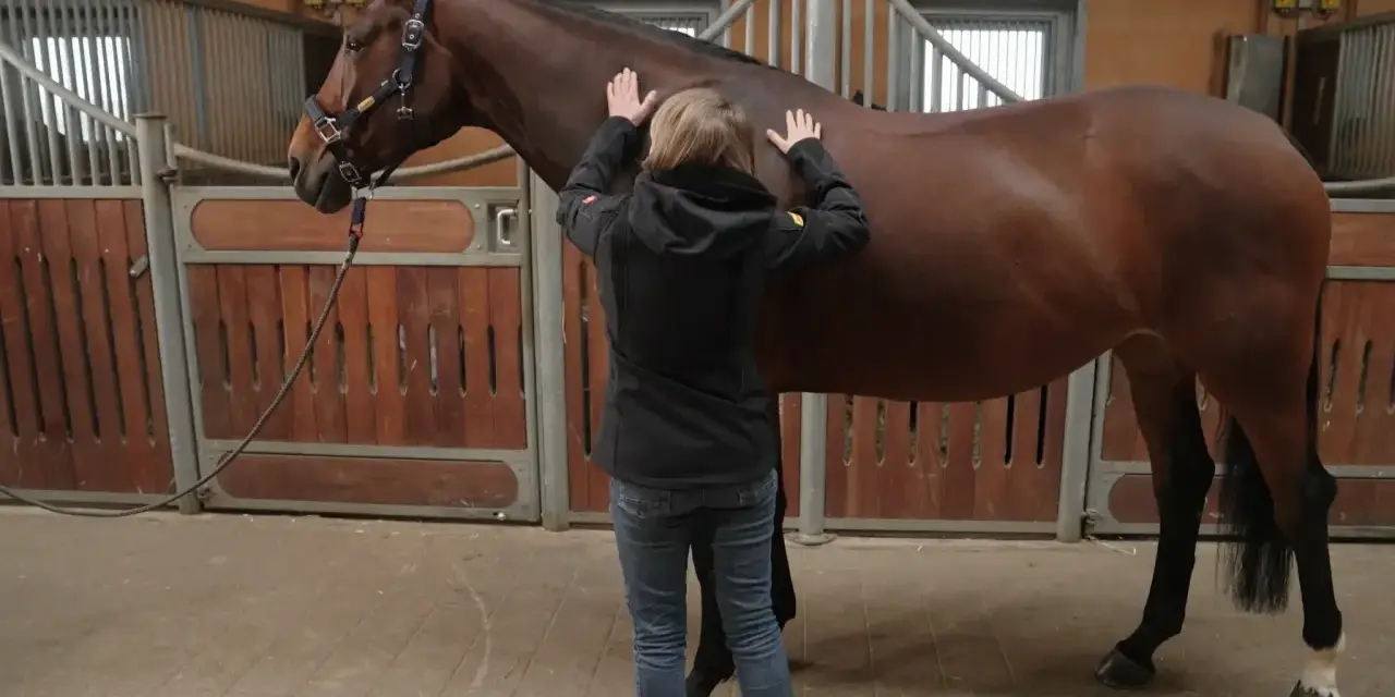 Ein braunes Pferd in einer Stallbox, das leicht zittert, während eine Person seine Flanke streichelt.