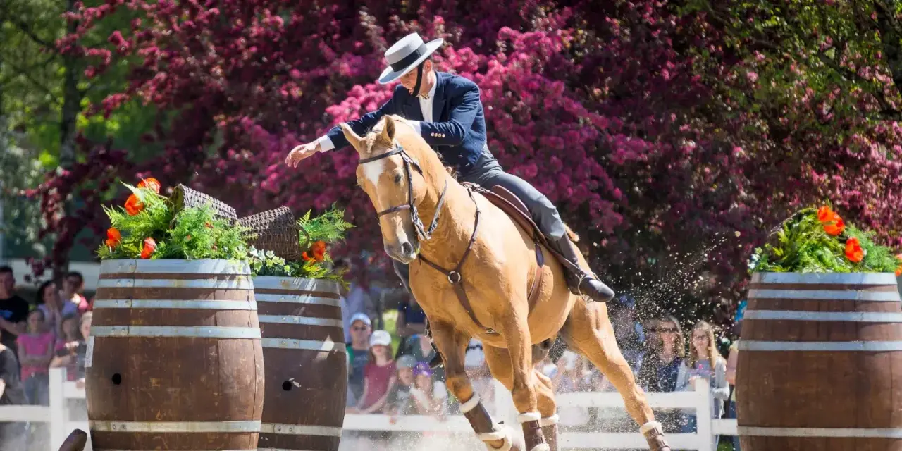 Reiterin mit Hut und dunklem Sakko reitet ein hellbraunes Pferd über Fässer, was ist Working Equitation.