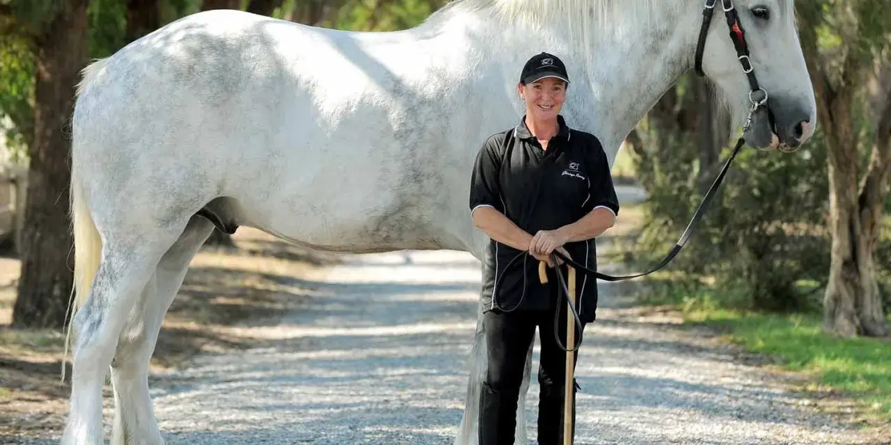 Eine Frau steht neben einem majestätischen weißen Shire Horse. Die Shire Horse Kosten sind hoch, aber die Schönheit ist unbezahlbar.